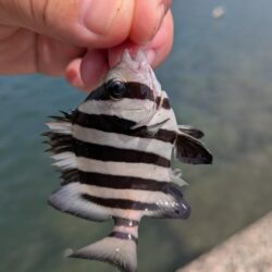 アコウにキス食われる